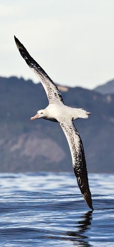 albatross wingspan