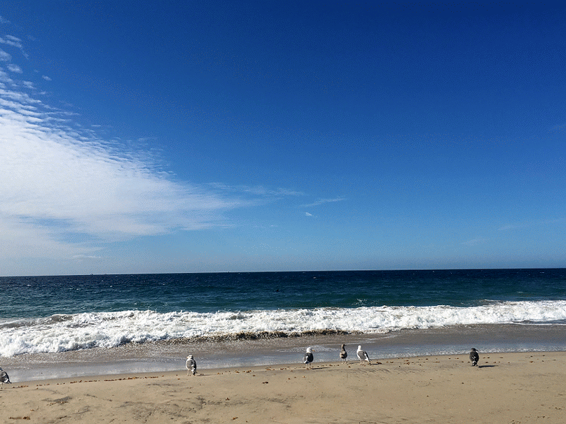 IMG_0970-ANIMATION (1)